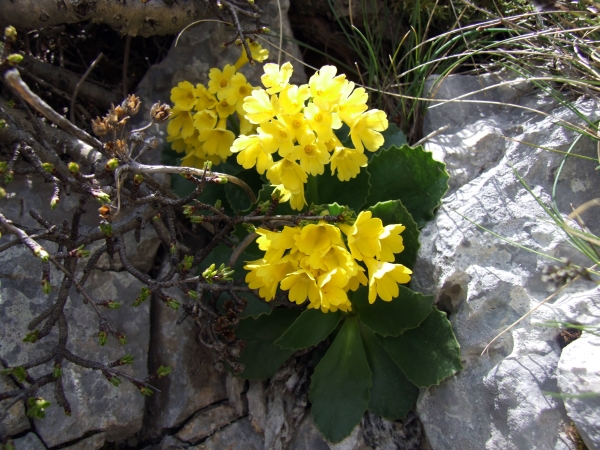 Primula auricula / Primula orecchia d''orso